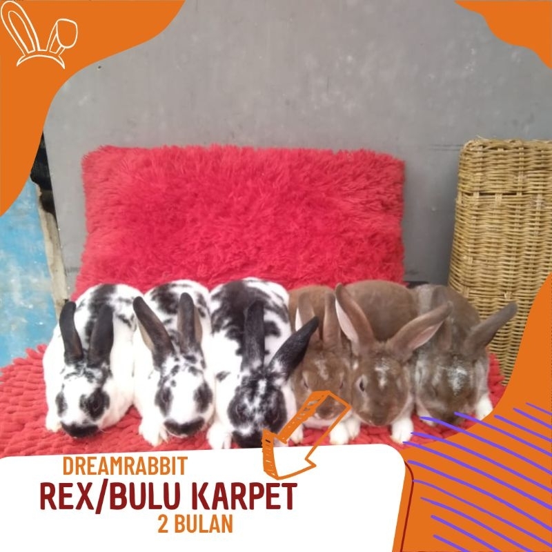 Kelinci Hias Rex Bulu Karpet