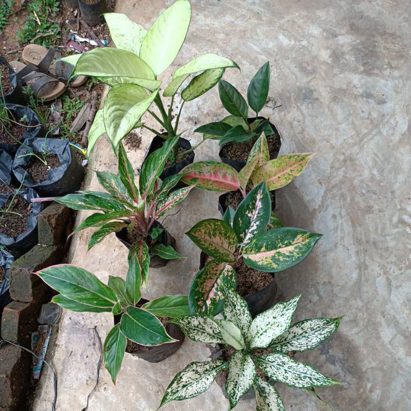 bunga aglonema 7 jenis lokalan