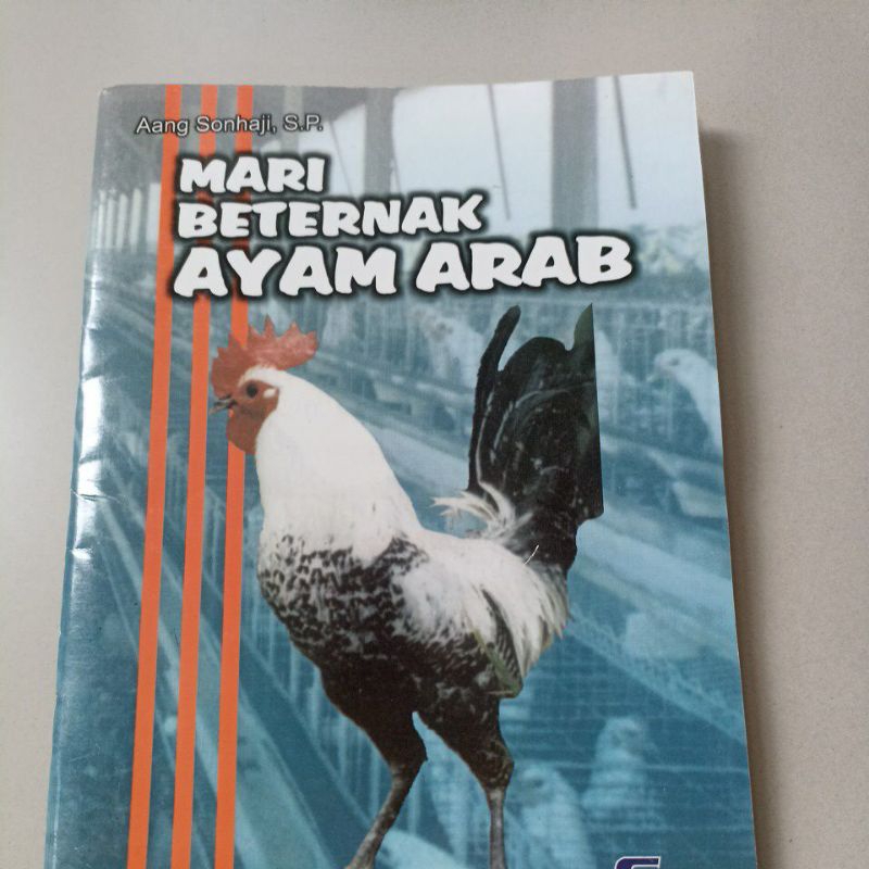 original mari beternak AYAM ARAB