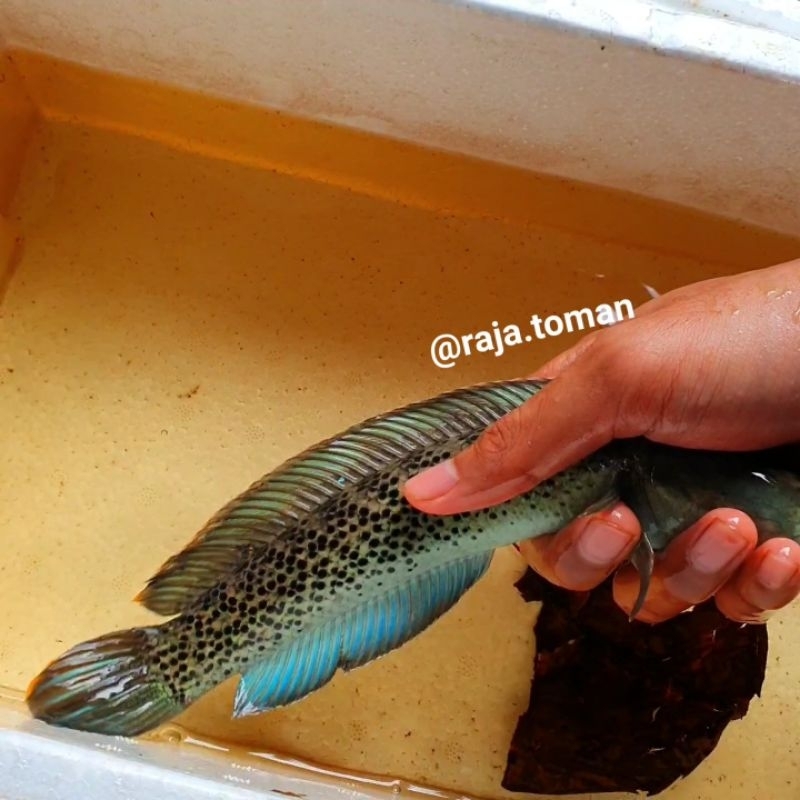 PROMO STEWARTI JUMBO PREMIUM 21-30 cm IMPORT WC FULL DOT MIRIP BARCA