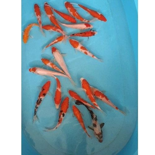 Paket Ikan Koi Blitar 16-20cm 22 Ekor Grade A+