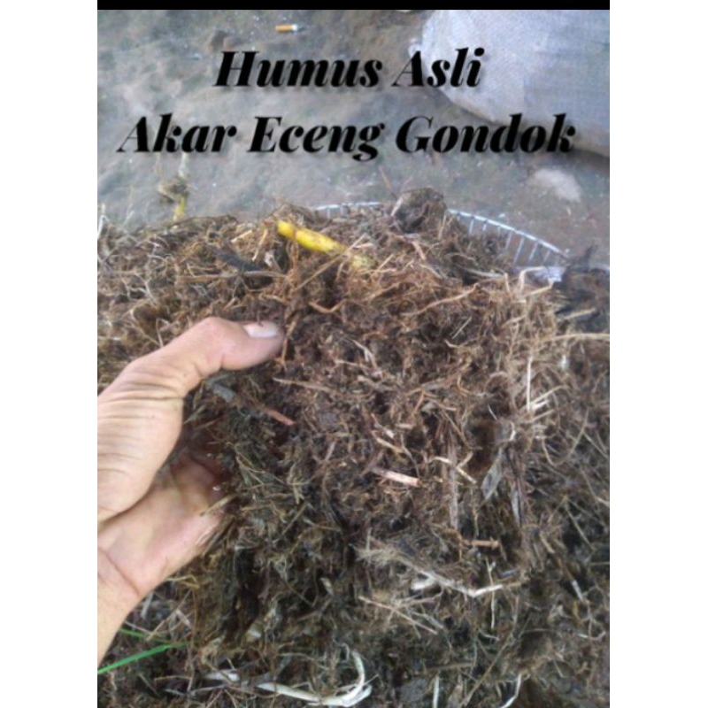 akar eceng gondok kering media tanam 500gram