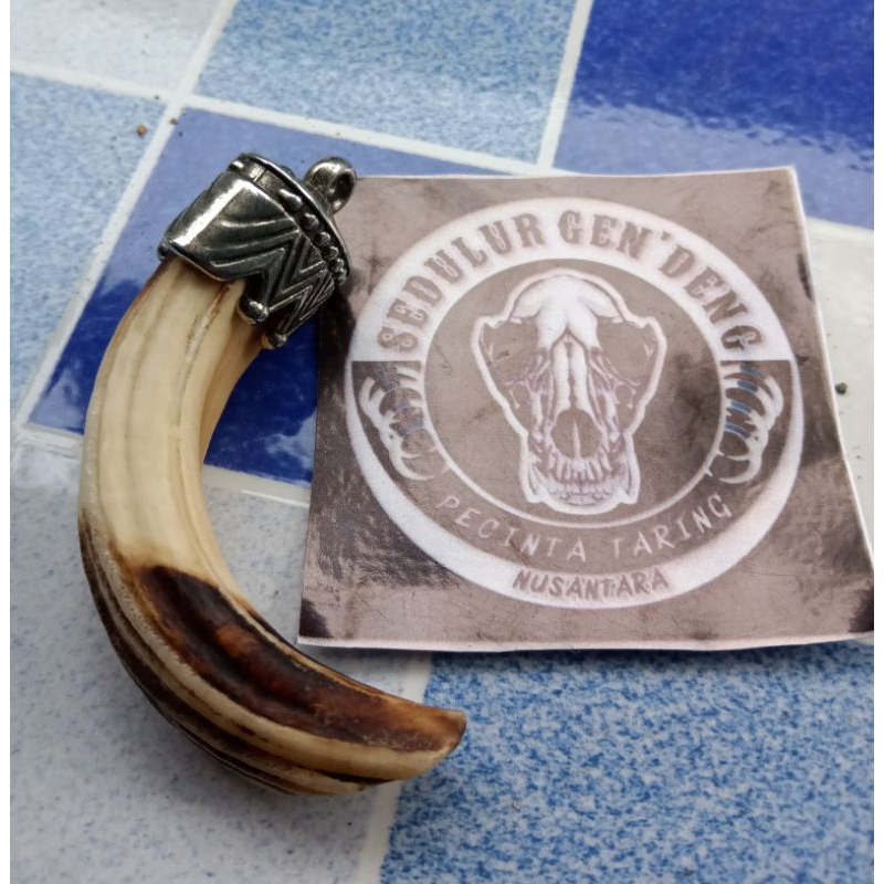 Liontin Taring babi asli 100%  tarbi atas