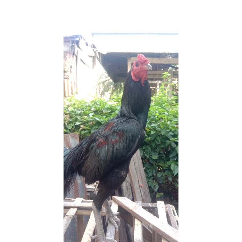 

ayam pakhoy x black bull telur fertill