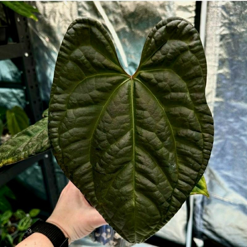 new beby antorium papilanumum X desleri/silangan papilamunum X desleri