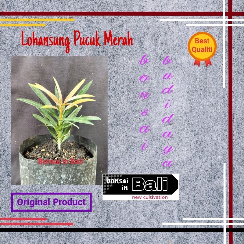 Bibit bahan Bonsai Lohansung Pucuk Merah Ori stek bukan dari biji