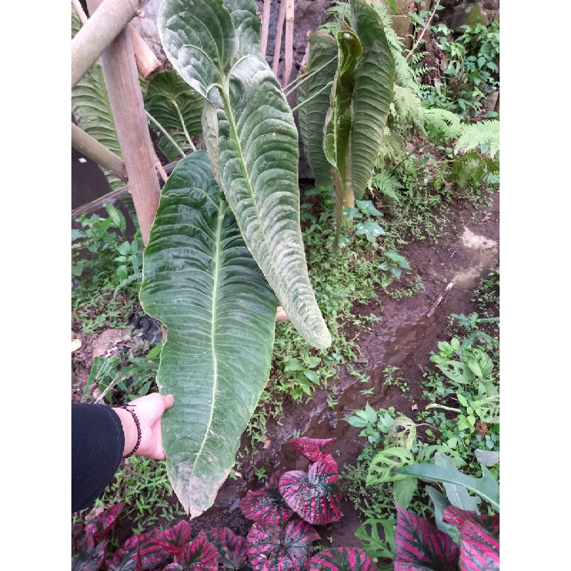 anthurium veitchii king original