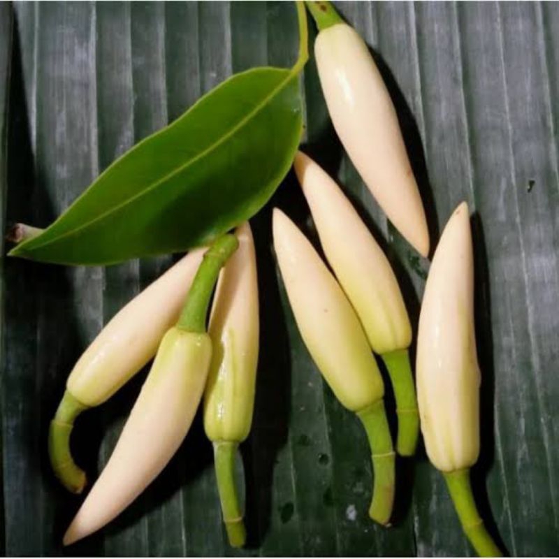 bunga kantil putih per 1 kuncup segar