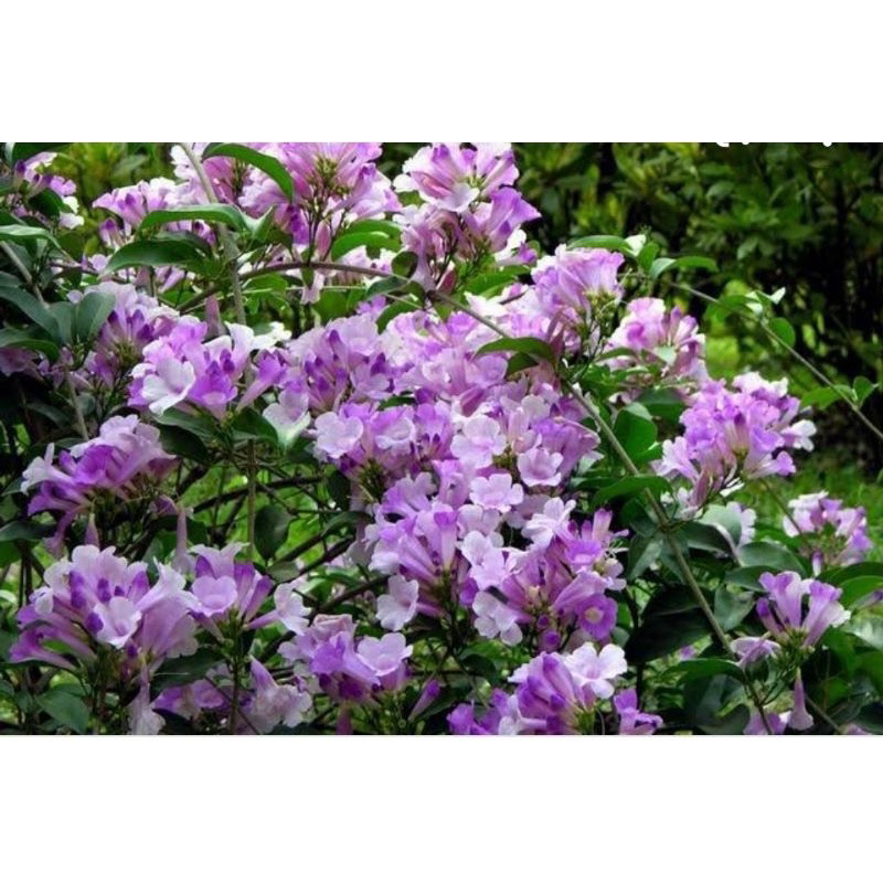 (BISA COD) promo tanaman hias garlic vine - tanaman bunga garlic vine stefanoot