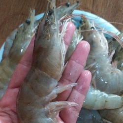 

Udang Vaname Segar 500 gr Udang Segar