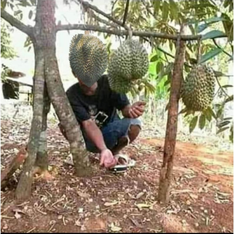 Bibit Durian Montong Kaki 3 super