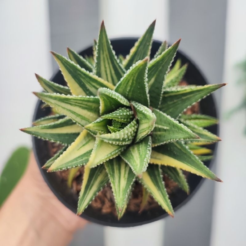 Haworthia Fasciata Variegata | DP 10 cm