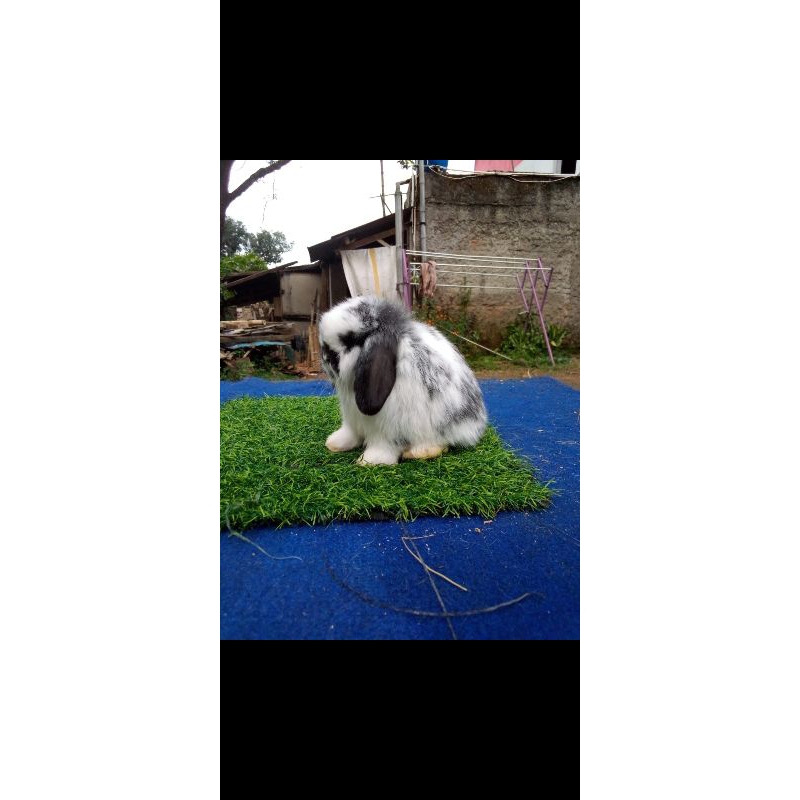 kelinci holland lop lop