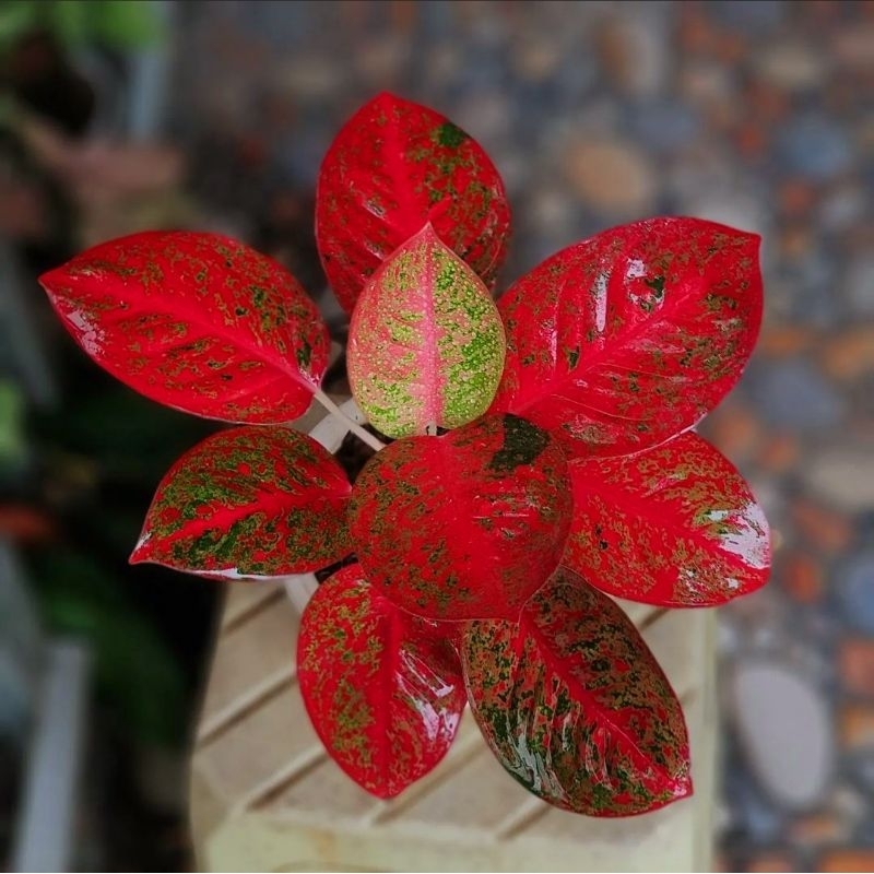 Aglaonema red stardust / Aglonema red stardust florist nursery / Aglonema red stardust (Tanaman hias