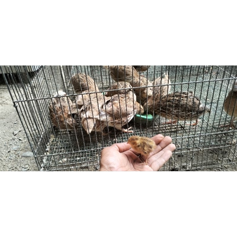 Telur fertil burung puyuh