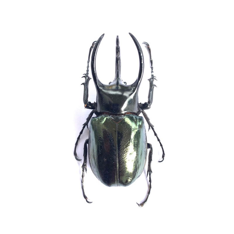 kumbang tanduk calcosoma/caucasus