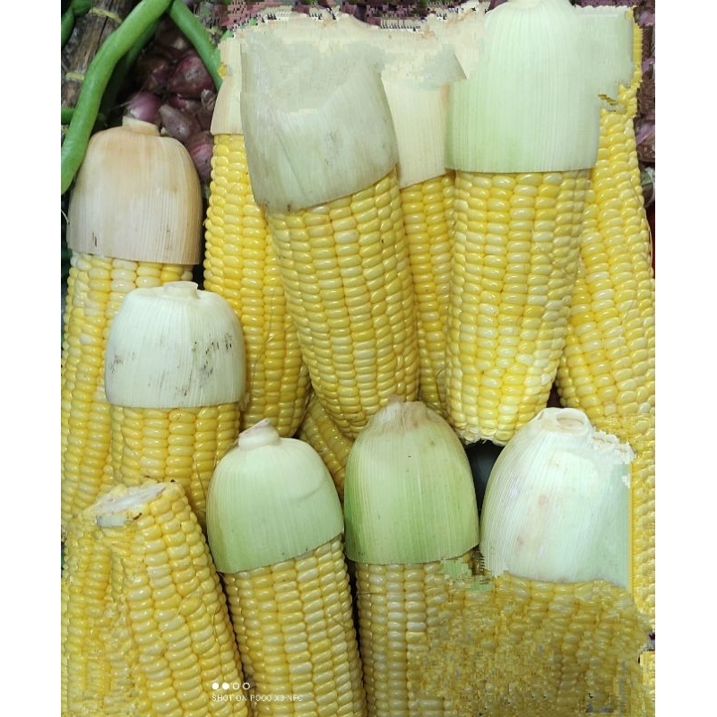 

Jagung Manis