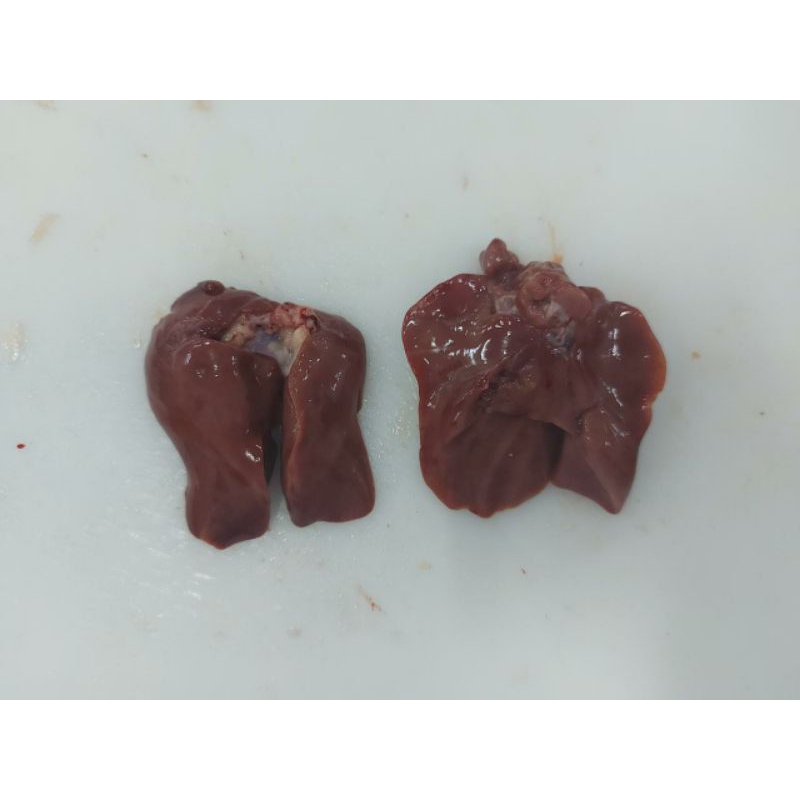 

Hati Ayam Bersih Ukuran 1KG Frozen Halal