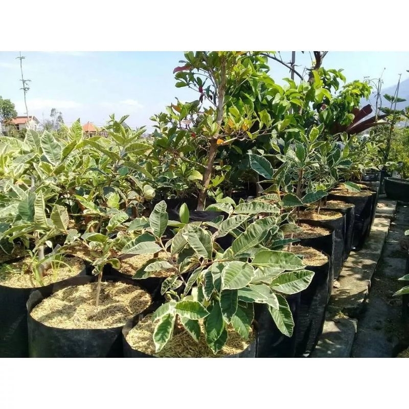 Bibit Jambu Biji Bangkok Varigata Berbunga