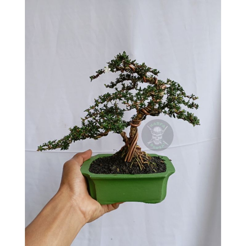 bonsai siap pajang