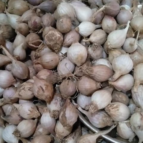 

TERABAIK BAWANG LANANG - BAWANG PUTIH TUNGGAL-250 GRAM