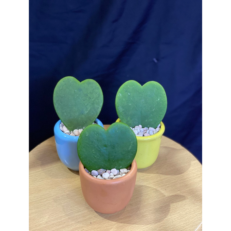 HOYA LOVE / KADO VALENTINE / TANAMAN LOVE / HOYA