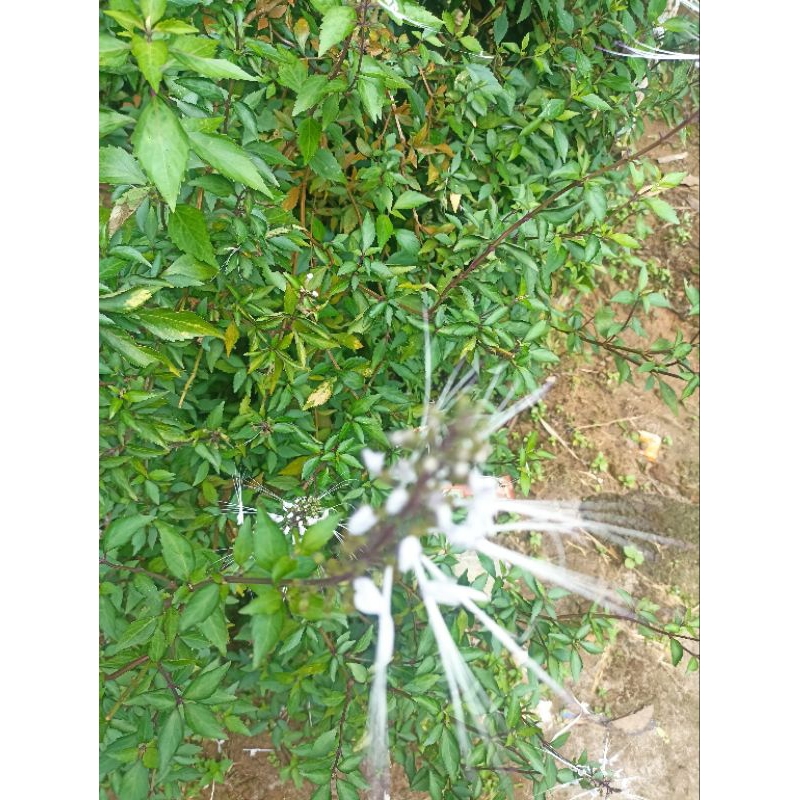 

daun dan bunga kumis kucing