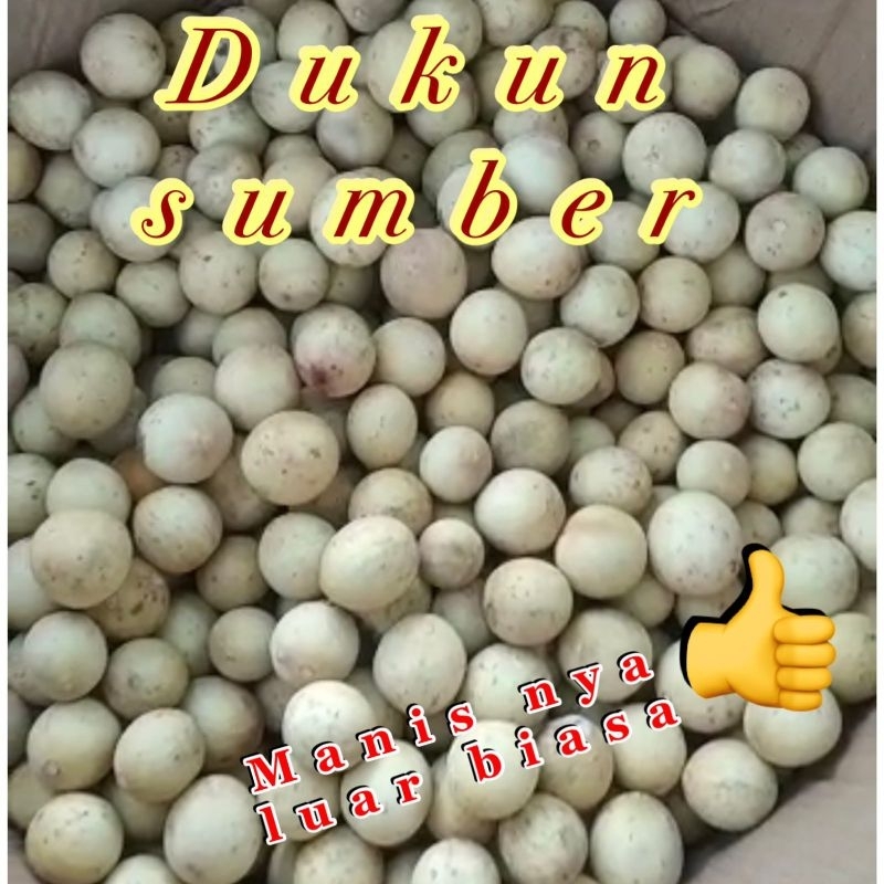

1KG 35RB!!!ON PROMOOO 1KG DUKUH PALEMBANG MANIS!!!BUAH DUKUH ASLI!Buah dukuh|nuri fruits|buah segar bandung|500gram|duku|buah dukuh|manis|nuri fruits