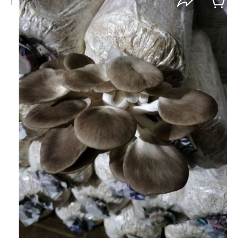 Bibit Jamur tiram coklat F2 murah meriah