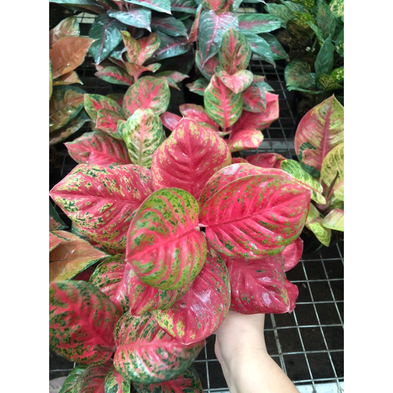 Aglaonema Wulandari Lokal