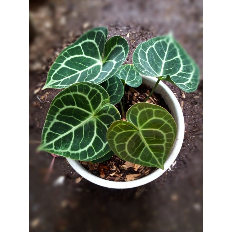 anthurium clarinervium hybrid#tarantula