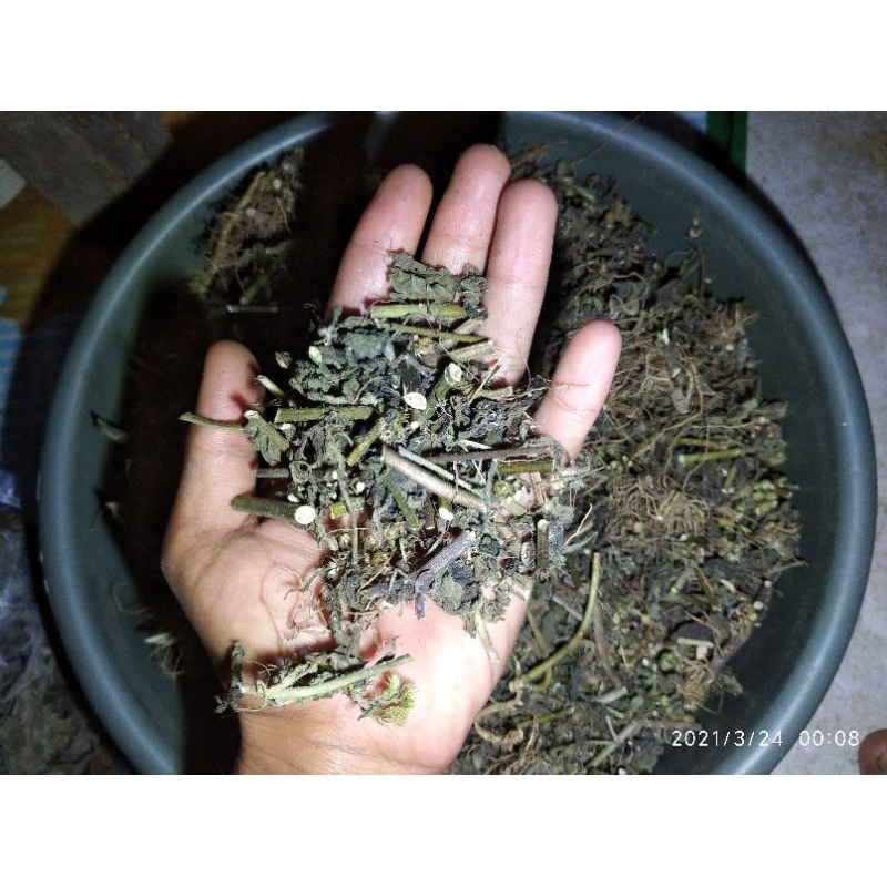 

100gr jamu daun bandotan kering daun babadotan daun bandotan