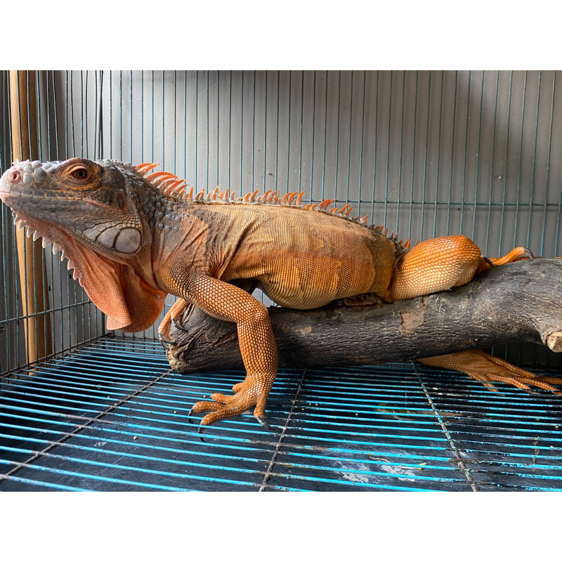 Iguana Red Super