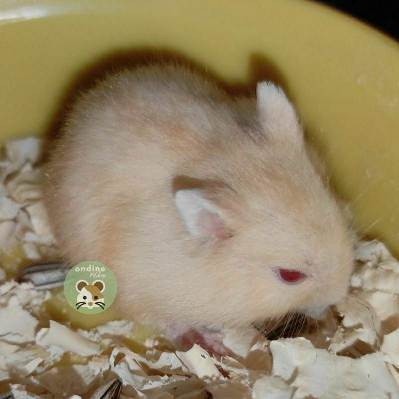 [ONDINE PETSHOP] HAMSTER WINTER GOLDEN