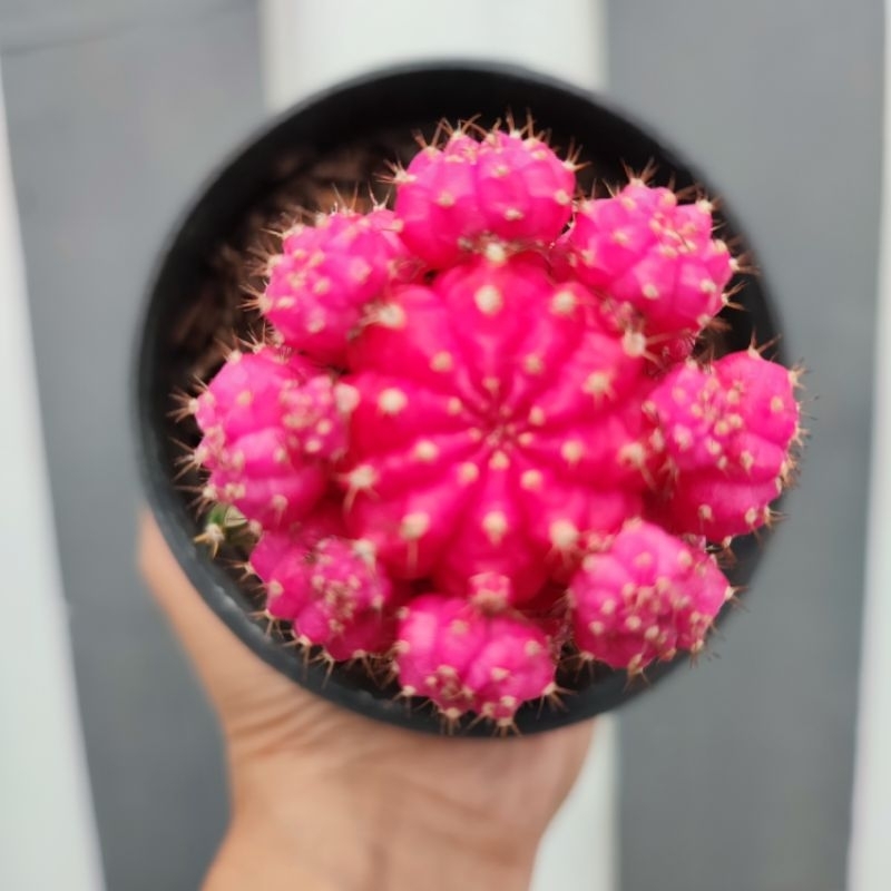 Gymnocalycium Pink Medium | D10cm