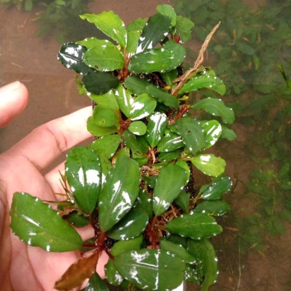 Buce phalandra MEDIUM media lempeng / tanaman aquascape