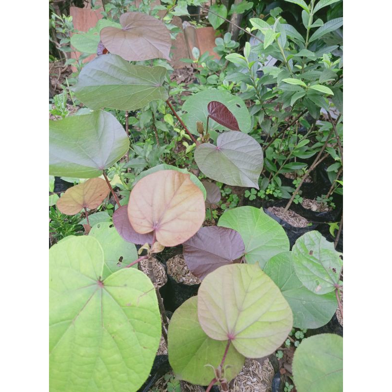 bahan bonsai waru merah