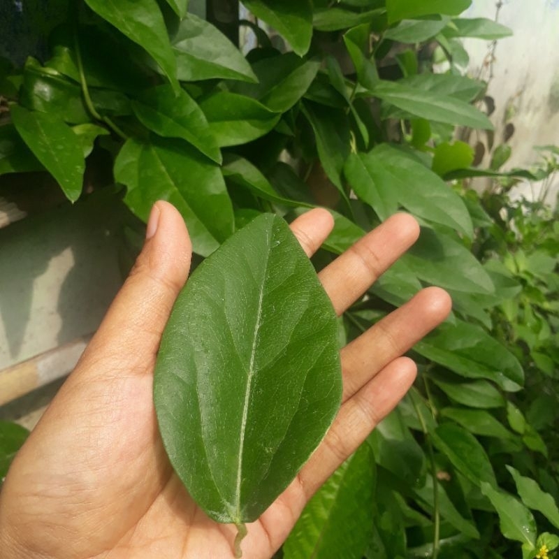 

daun cincau rambat segar 30lbr&100gr