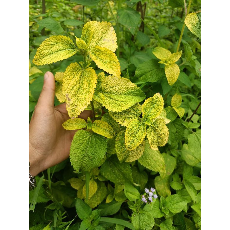 

Daun bandotan kuning daun wedusan kuning asli segar 1kg