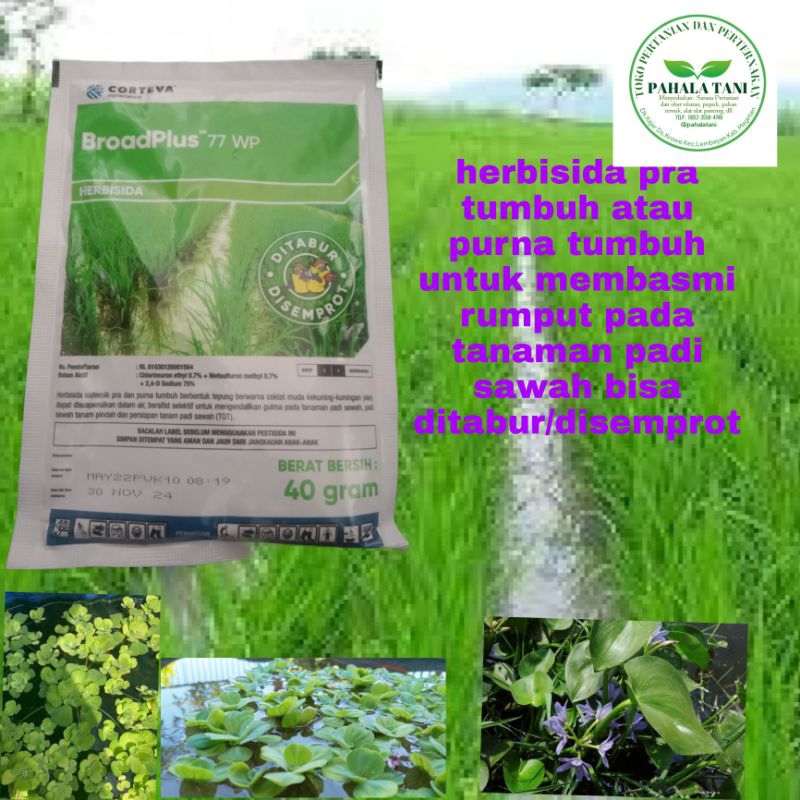 Broadplus 77wp/obat rumput teki/alliplus/obat semanggi/ampung2 pada padi sawah
