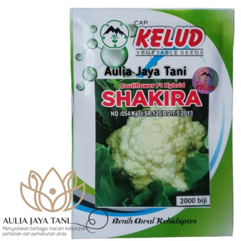 Benih Bungkul SHAKIRA Hibrida F1 Bunga Kol Cauliflower Cap Kelud Isi 10 Gram