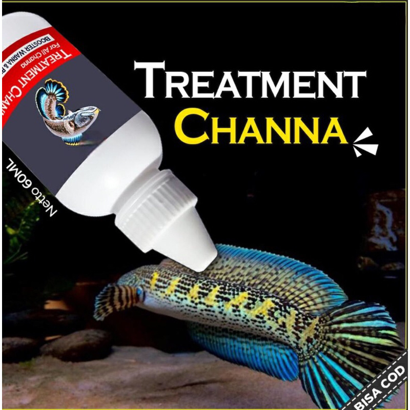 Treatment Ikan Channa Auranti Andrao Stewarti Limbata Maru Barca Blue Pulchra Asiatica