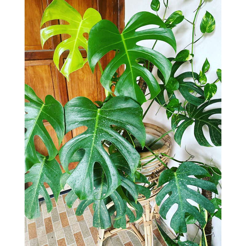 monstera borsigiana