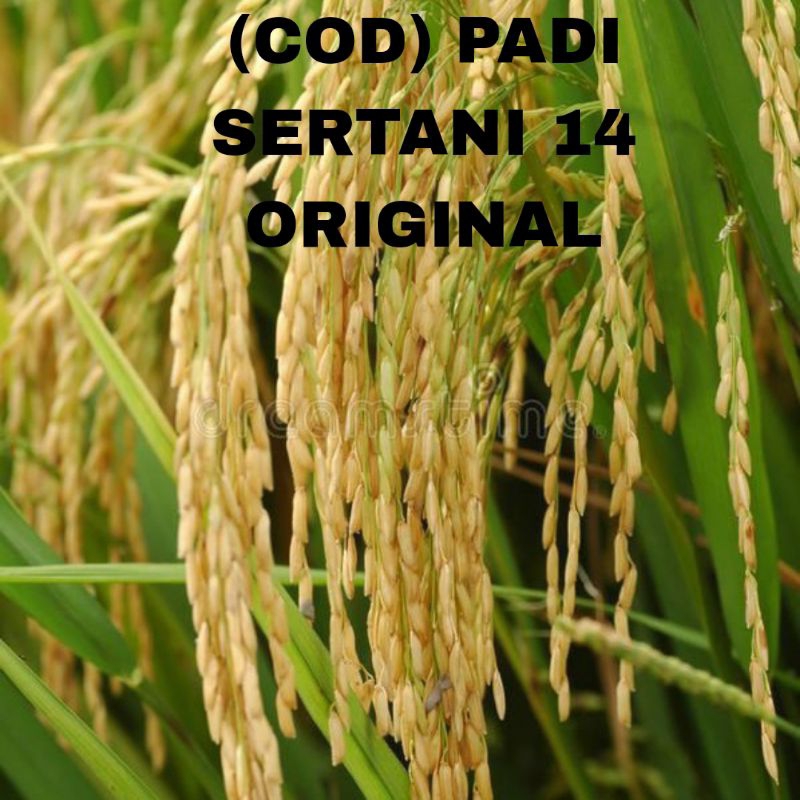 (COD)BENIH PADI UNGGUL SERTANI 14 BENIH PADI  ORIGINAL 1KG