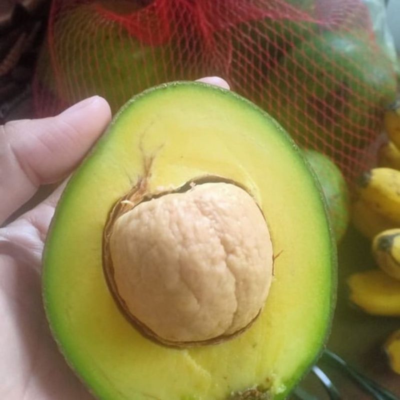 

Buah Alpukat Mentega Sedang 1KG (REGULER & KARGO)