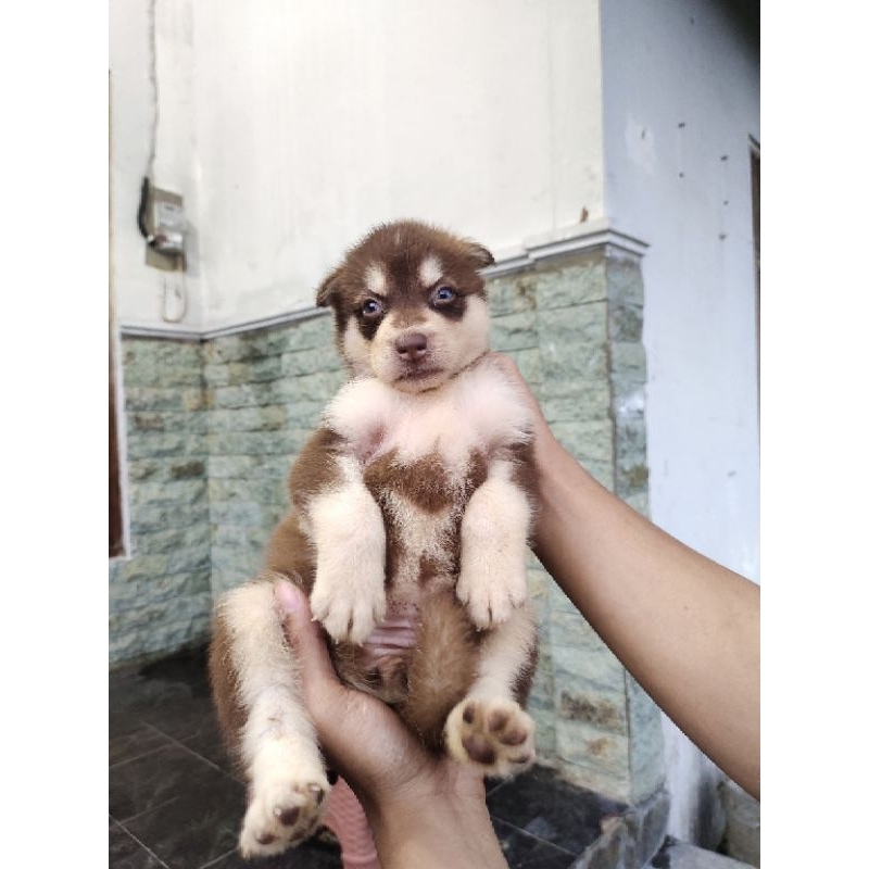 Siberian Husky betina