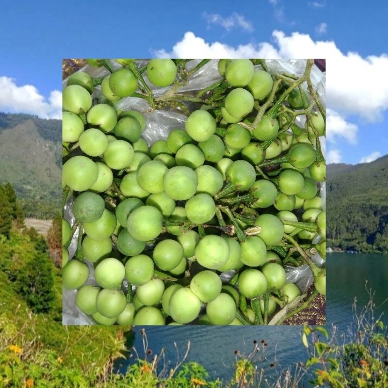 

rimbang/takokak tekokak cepokak terung terong pipit salanum tovum 100grm