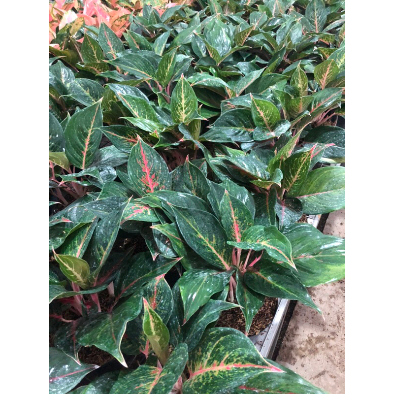 Aglaonema Red Rose rumpun