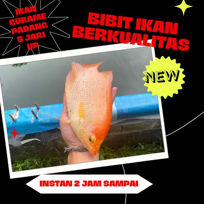 bibit ikan gurame padang 5 jari up