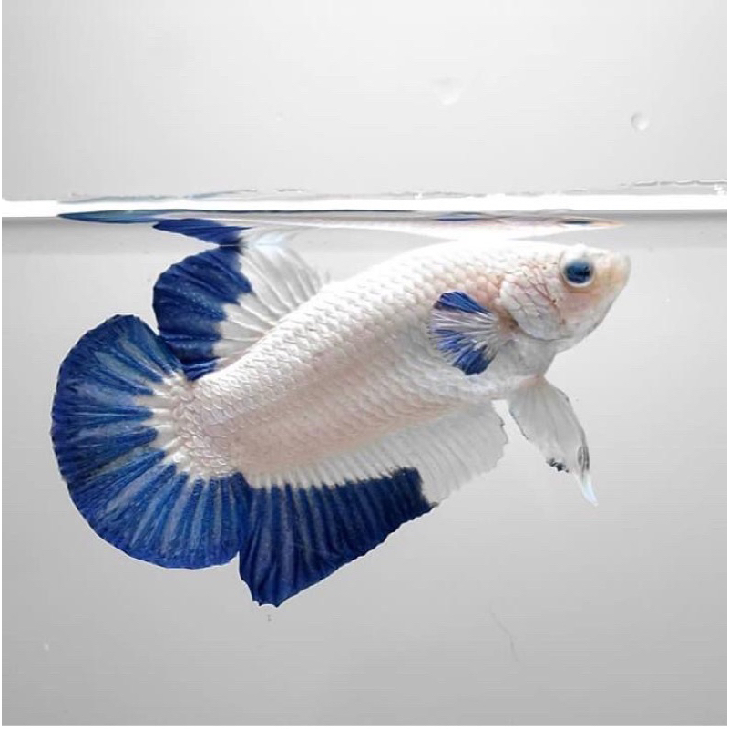 cupang bluerim ori thailand